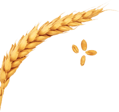Crop Wheat