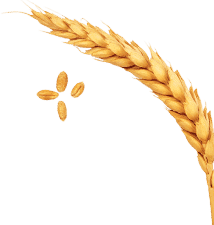 Crop Wheat